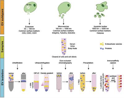 Extracellular Vesicles: A Novel Opportunity for Precision Medicine in Respiratory Diseases